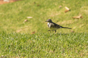 Cape Wagtail (Motacilla capensis)