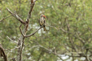 Southern Red-billed Hornbill (Tockus rufirostris)