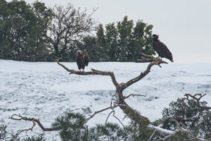 Cinereous Vulture (Aegypius monachus)