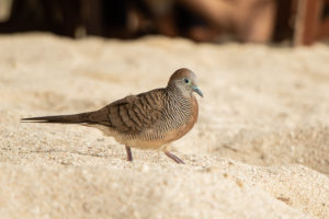 Zebra Dove (Geopelia striata)