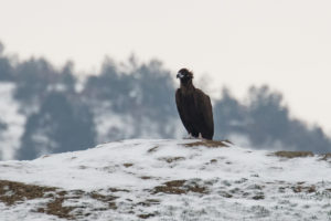 Cinereous Vulture (Aegypius monachus)