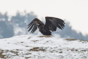 Cinereous Vulture (Aegypius monachus)