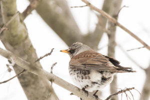 Fieldfare (Turdus pilaris)