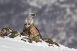 Eurasian Griffon (Gyps fulvus)