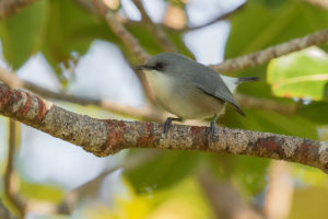 Mauritius Gray White-eye (Zosterops mauritianus)