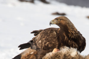 Golden Eagle (Aquila chrysaetos)