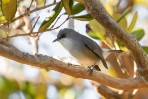 Mauritius Gray White-eye (Zosterops mauritianus)