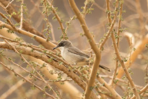 Eastern Orphean Warbler (Sylvia crassirostris)