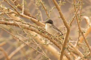 Eastern Orphean Warbler (Sylvia crassirostris)