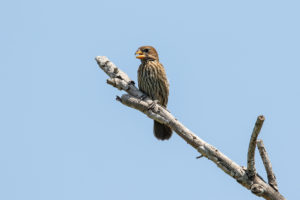 Grosbeak Weaver (Amblyospiza albifrons)