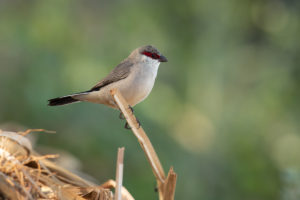 Arabian Waxbill (Estrilda rufibarba)