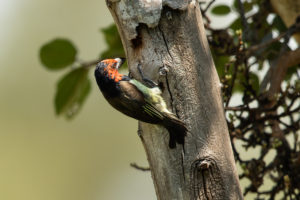 Black-collared Barbet (Lybius torquatus)