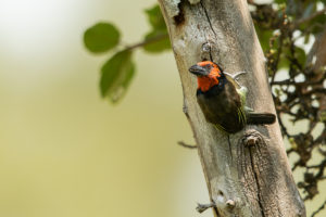 Black-collared Barbet (Lybius torquatus)