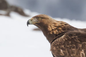 Golden Eagle (Aquila chrysaetos)