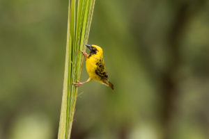 Village Weaver (Ploceus cucullatus)