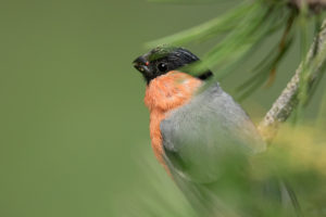 Eurasian Bullfinch (Pyrrhula pyrrhula)