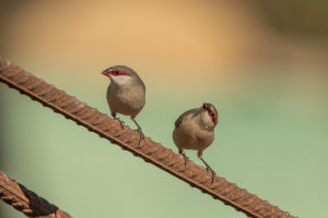 Arabian Waxbill (Estrilda rufibarba)