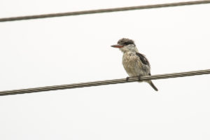 Striped Kingfisher (Halcyon chelicuti)