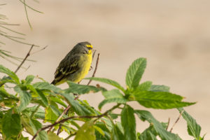 Yellow-fronted Canary (Crithagra mozambica)