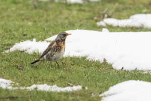 Fieldfare (Turdus pilaris)