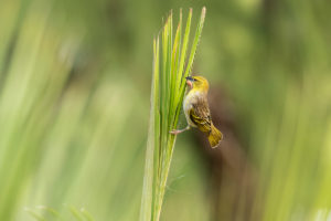 Village Weaver (Ploceus cucullatus)