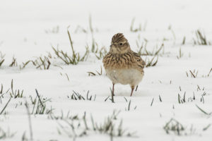 Eurasian Skylark (Alauda arvensis)