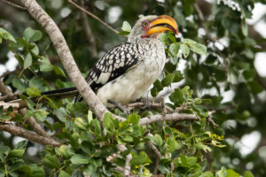 Southern Yellow-billed Hornbill (Tockus leucomelas)