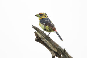 Crested Barbet (Trachyphonus vaillantii)