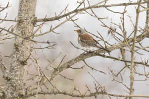 Fieldfare (Turdus pilaris)