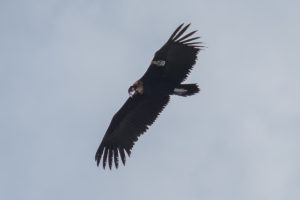 Cinereous Vulture (Aegypius monachus)