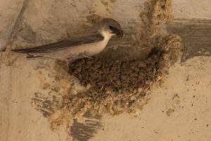 Rock Martin (Pale Crag-Martin) (Ptyonoprogne fuligula obsoleta)