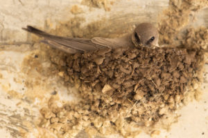 Rock Martin (Pale Crag-Martin) (Ptyonoprogne fuligula obsoleta)