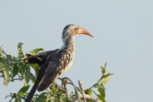 Southern Red-billed Hornbill (Tockus rufirostris)