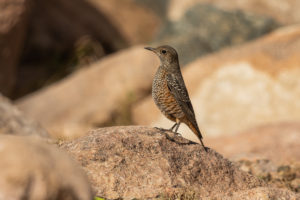 Rufous-tailed Rock-Thrush (Monticola saxatilis)