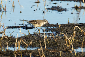 Cape Wagtail (Motacilla capensis)