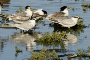 Sandwich Tern (Thalasseus sandvicensis)