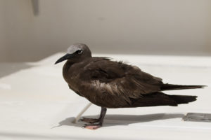 Brown Noddy (Anous stolidus)