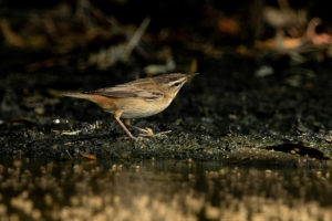 Sedge Warbler (Acrocephalus schoenobaenus)