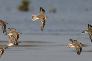 Lesser Sand-Plover (Charadrius mongolus)