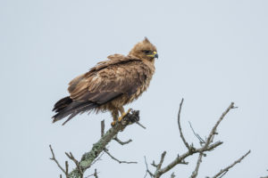 Wahlberg’s Eagle (Hieraaetus wahlbergi)