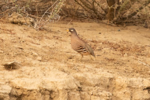 Sand Partridge (Ammoperdix heyi)