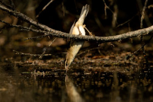 Sedge Warbler (Acrocephalus schoenobaenus)