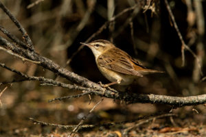 Sedge Warbler (Acrocephalus schoenobaenus)