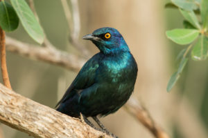 Cape Starling (Lamprotornis nitens)