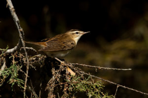 Sedge Warbler (Acrocephalus schoenobaenus)