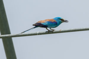 Abyssinian Roller (Coracias abyssinicus)