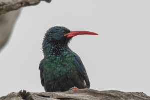 Green Woodhoopoe (Phoeniculus purpureus)