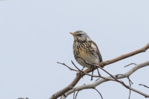 Fieldfare (Turdus pilaris)