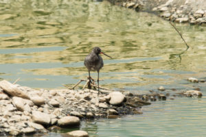 Spotted Redshank (Tringa erythropus)