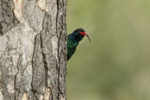 Green Woodhoopoe (Phoeniculus purpureus)